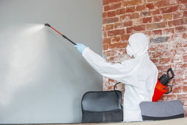Reliable Bayou Vista, LA Mold Removal Solutions