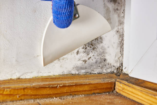 Best Mold-Related Health Consultation  in Bayou Vista, LA